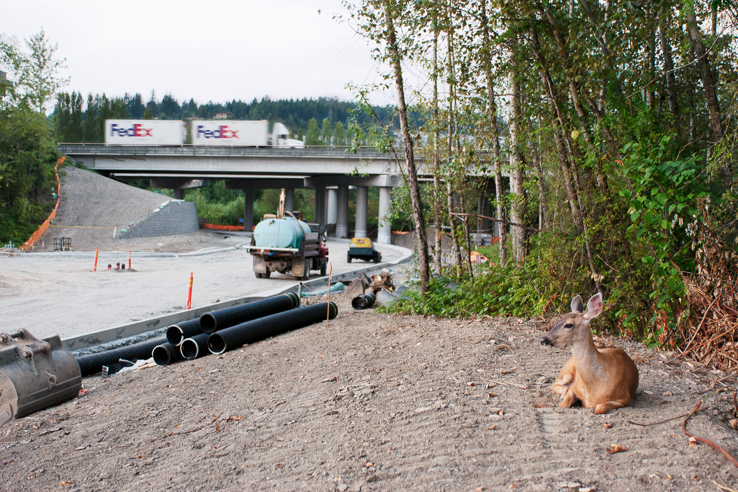 deer sits beside road construction and passing FedEx truck