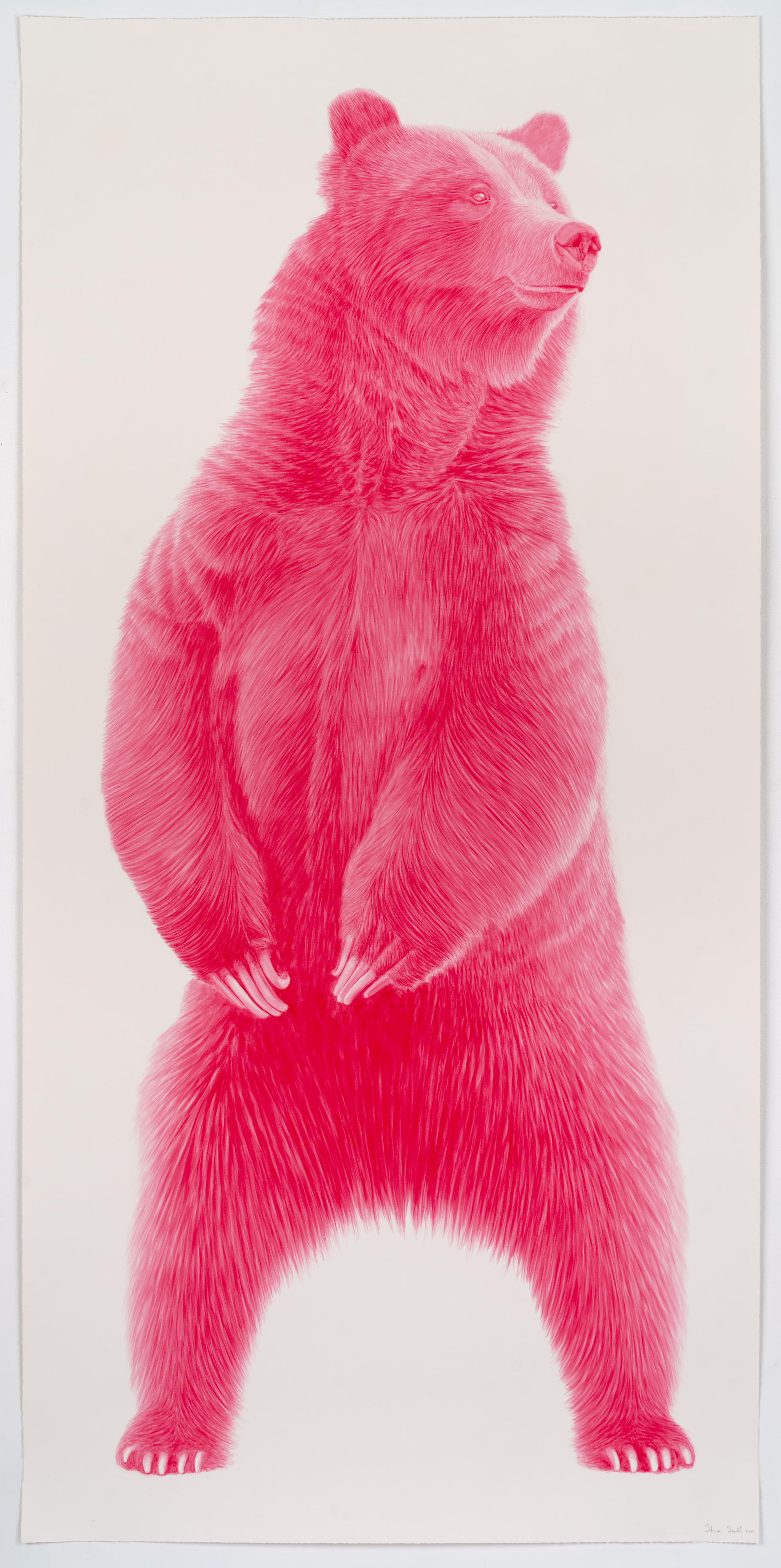 monochromatic magenta bear on hinds legs