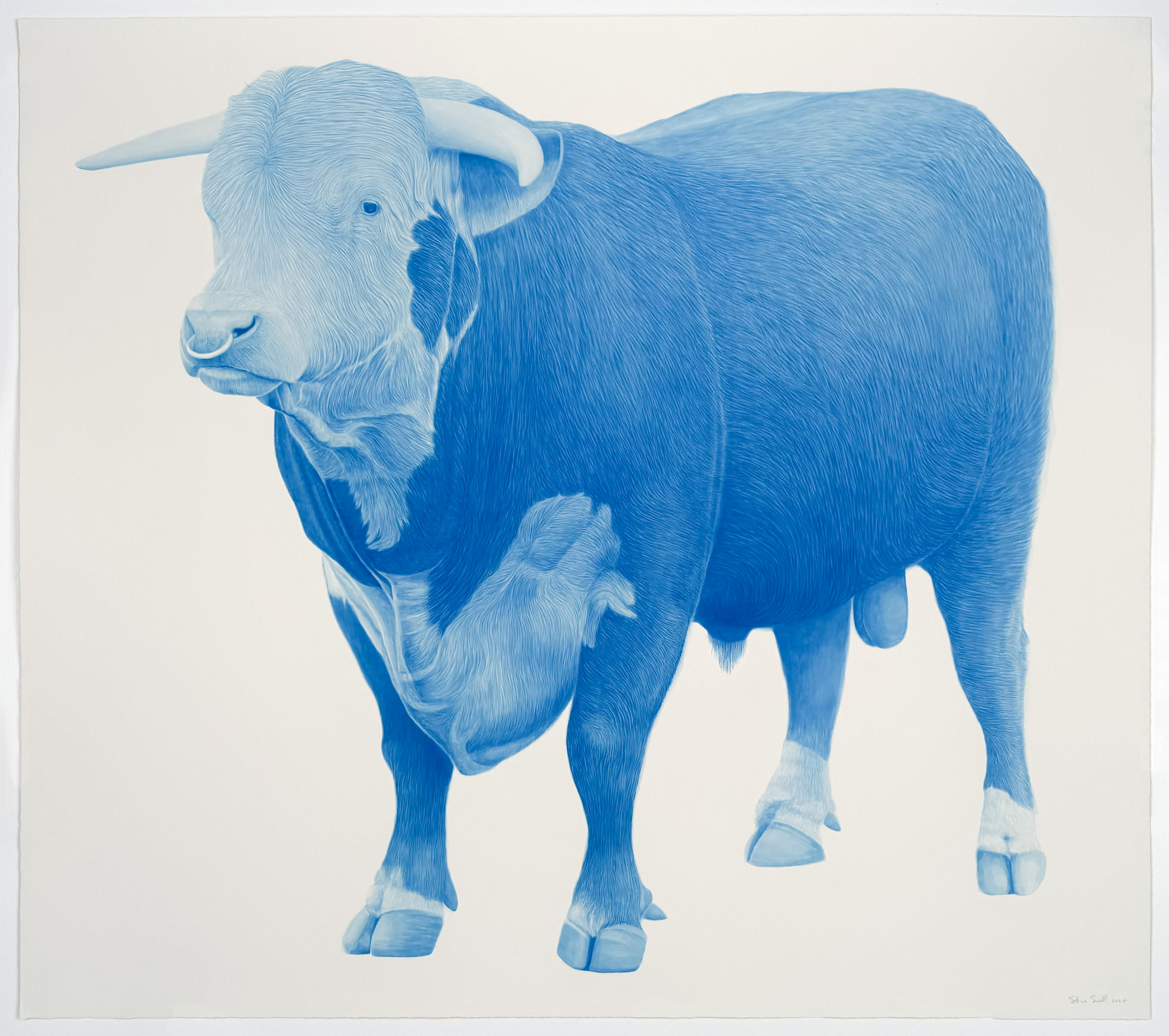 monochromatic blue bull standing