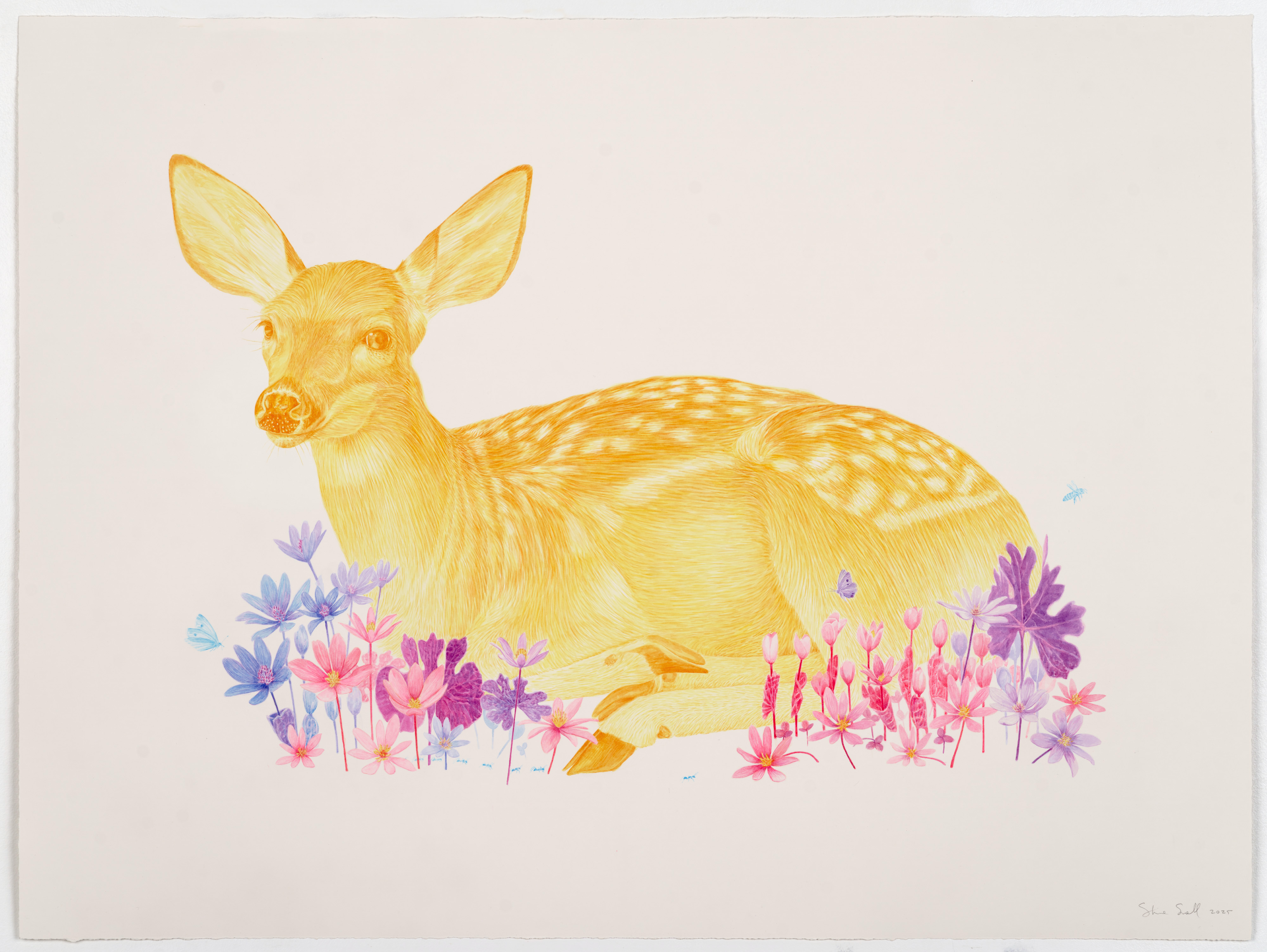 monochromatic yellow fawn laying down in pink/purple grass