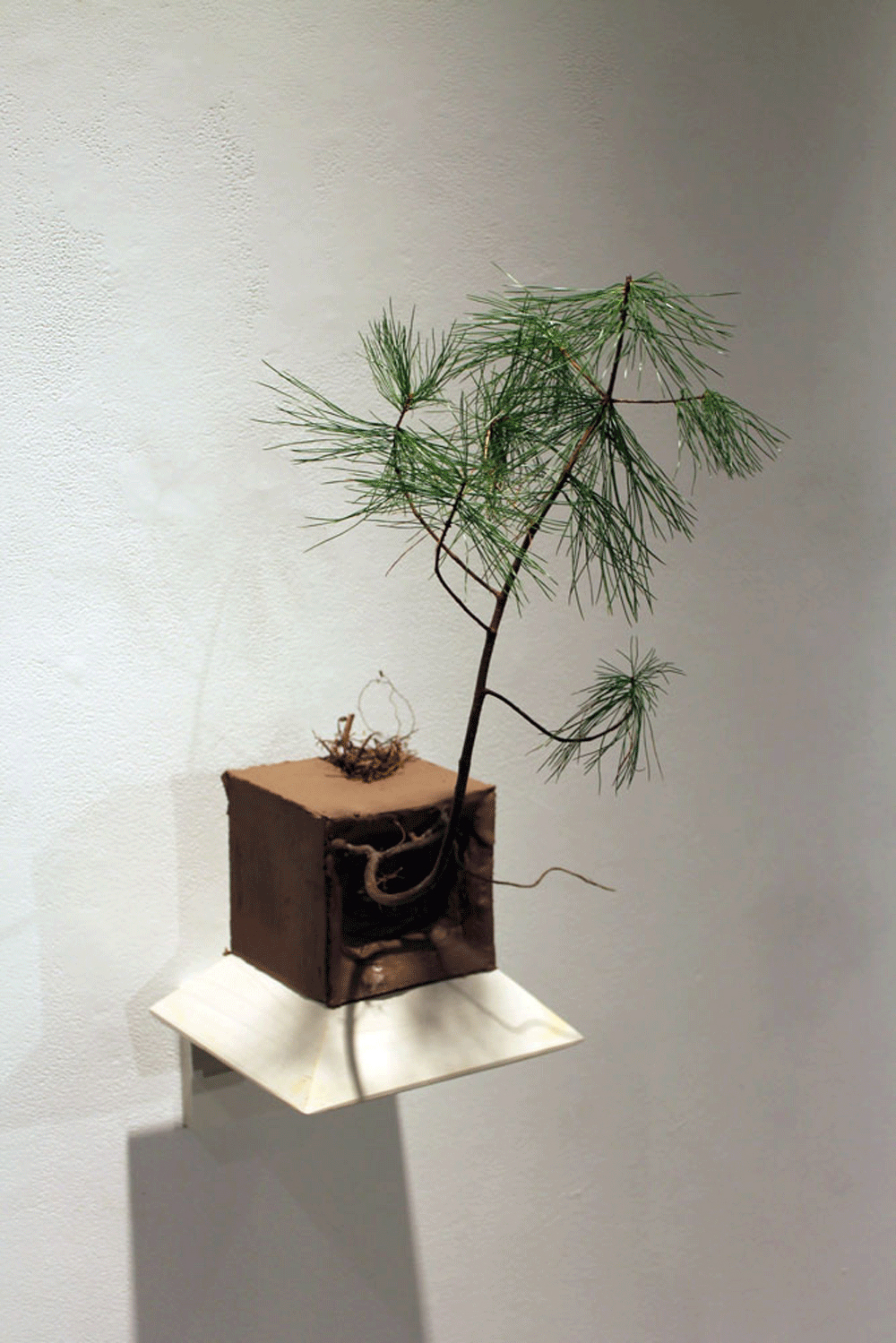 evergreen sapling grows from clay cube