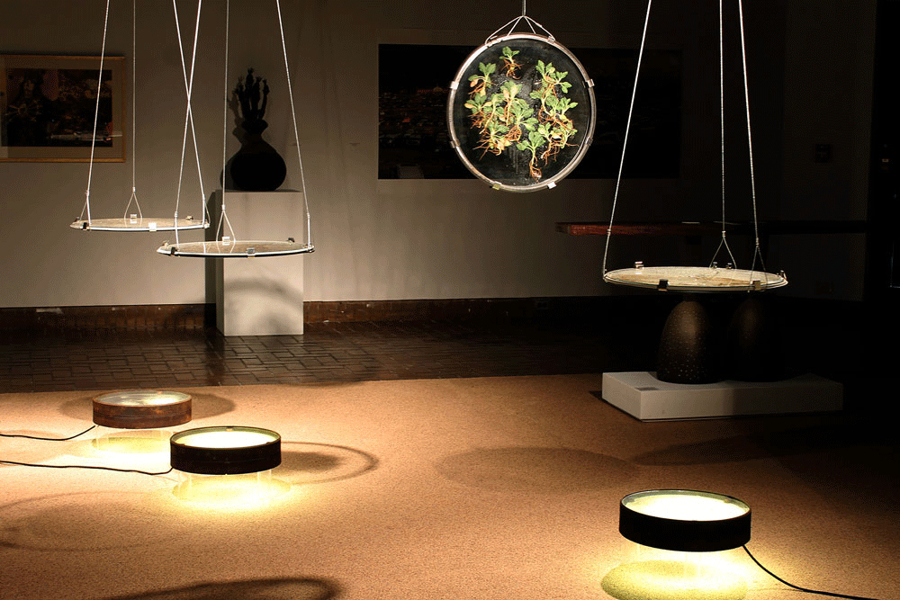 glass discs sandwich growing plants suspended in gallery