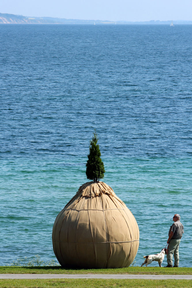 massive disproportionately large burlapped rootball holds small evergreen tree at ocean side