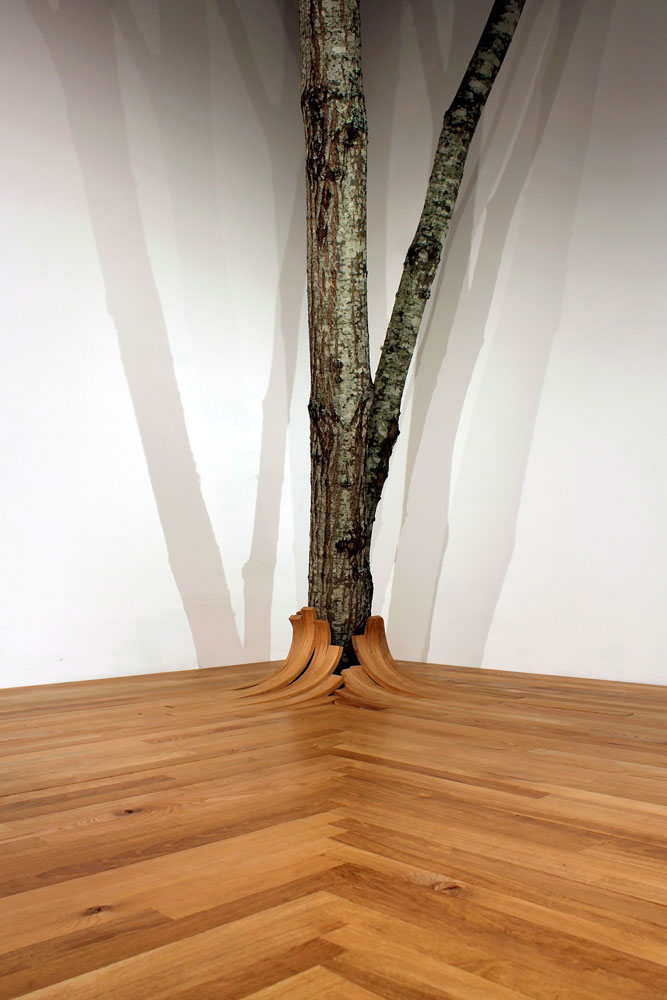 hardwood boards curl away as tree appears to grow form floor