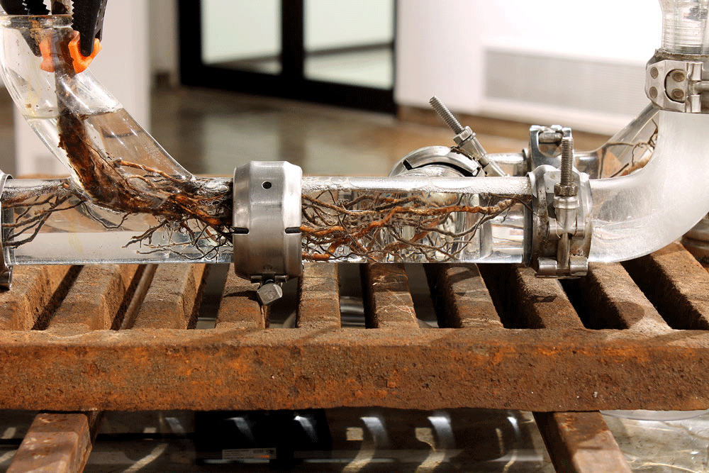 detail of roots growing in glass plumbing pipes